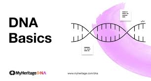 Dna Basics Chapter 11 What Is Genetic Genealogy