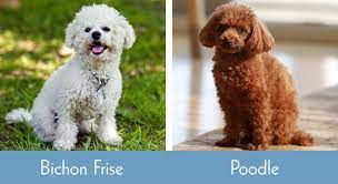 bichon frise vs poodle the key