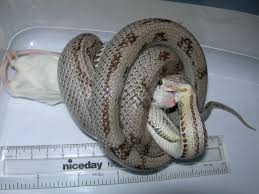 The Corn Snake Forum A Very Rough Guide To Feeding