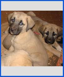 Indian spitz is an indian breed dog and it is one of the cheapest dogs available. Kurdish Kangal Dog Puppy For Sale Poddarkennel Call 9313005254