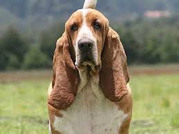 This is because basset hounds are particularly good at tracking scents. Basset Hound Price Temperament Life Span