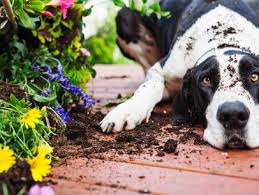 How To Pet Proof Your Garden