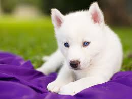 dogs husky blue eyes dog puppy
