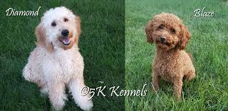 These goldendoodles get lots of attention from a large family and are raised in a relaxed rural setting. Petite Goldendoodle Puppies In Iowa