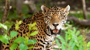 » an index of jaguars. Will Jaguars Be Reintroduced In The Us Meateater Conservation