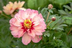 Types Of Peony Flowers Growing Tips