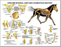 Details About Equine Hindlimb Anatomy Wall Chart 7 Lfa 2542 Horse