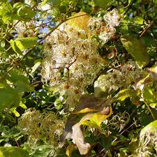 Maybe you would like to learn more about one of these? Clematis Vitalba Bei Uns Einheimische Stark Wuchsige Sorte Native Plants
