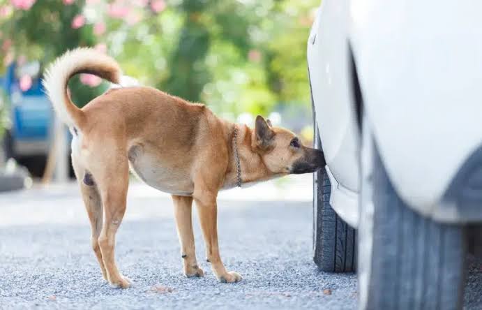Chó thích ngửi mùi gì? - Nghĩa trang chó mèo
