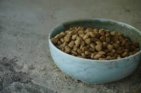 9 common bugs in dog food how to get