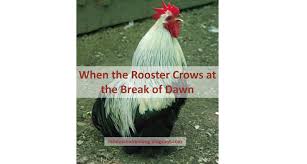 Maybe you would like to learn more about one of these? Randy S Chicken Blog When The Rooster Crows At The Break Of Dawn Why Roosters Crow