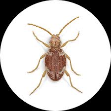 beetles exterminator how to identify