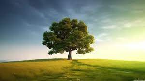 tree background photos and wallpaper