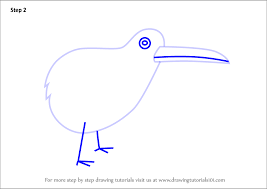 learn how to draw a kiwi bird for kids