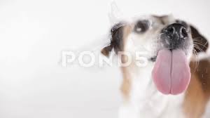 dog tongue licking screen gl white