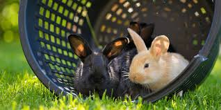 Rabbit Proofing Your Garden Pdsa