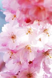 Flower nature hd backgrounds hd wallpaper garden. Pink Sakura Iphone Hd Wallpaper Iphone Hd Wallpaper Pink Flower Hd Background Portrait 640x960 Download Hd Wallpaper Wallpapertip