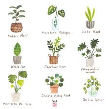 Plant Drawing Plants