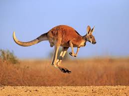 Прыг! – и появился кенгуру - Science and apologetics