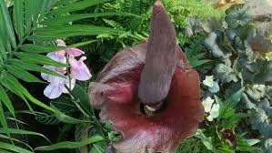 Working on bloom number 4. What S That Smell New Corpse Flower In Full Bloom At Nashville Zoo Wztv