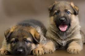 German Shepherd Puppy Teething Age Stages And Tips