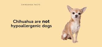 are chihuahuas hypoallergenic