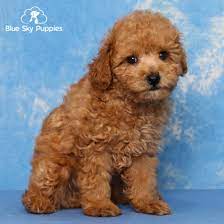 toy poodle puppy adopted in ta bay