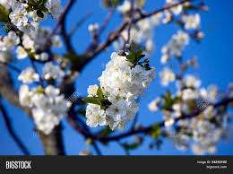 See more ideas about apple tree blossoms, flower art, flower painting. Apple Tree Flowers Image Photo Free Trial Bigstock