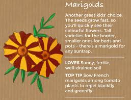 Perennial flowers grown from seed might not bloom during their first growing season, so it's important to have a little patience with them. Top 10 Easy To Grow Flowers And Seeds Thompson Morgan
