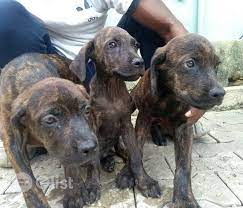 This dog breed is large with a strong bone structure and well developed muscles. Boerboel Rottweiler Boerboel Dogs Puppie Price In Jos East Nigeria Olist