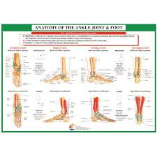 Chartex Ankle Joint And Foot Anatomical Chart