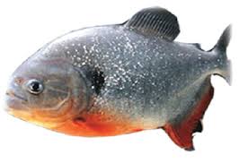 Jenis ikan louhan seperti penguasa lautan dan sedikit agresif, serta. 10 Jenis Ikan Air Tawar Di Indonesia Yang Sering Dikonsumsi