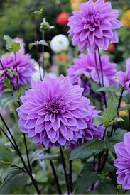 One of many great free stock photos from pexels. Dahlia Lilac Time Beautiful Flowers Photography Purple Flowers Beautiful Flowers Pictures
