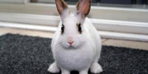 I did kinda smack my rabbit on the ears out of frustration, as well as push him away from his treats, which i. Why Is My Rabbit Shaking Causes And Treatment