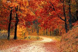 Image result for autumn images