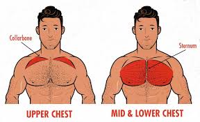 Name of muscle (upper body). The Bench Press Hypertrophy Guide Outlift