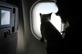 Cat Looking Out The Window On The Plane With Its Owner Cat Travel Flying With Pets Cats