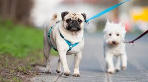 Best Harness For Pugs And Other Small Flat Faced Breeds