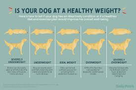 dog weight chart how to determine your