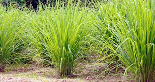 mosquito repelling plants fact or