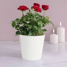 red rose plant gift delivery in