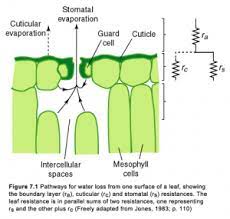 of stomata plant physiology
