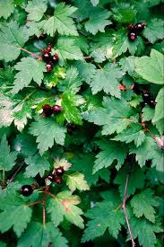 Ribes in Flora of China @ efloras.org