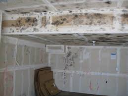 mold in the garage health