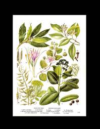Saffron Bay Cloves Spice Herb Chart Plant By