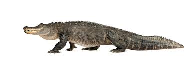 42,496 Alligator Stock Photos - Free & Royalty-Free Stock Photos from  Dreamstime