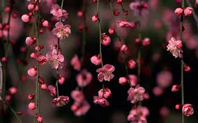 nature spring blossoms pink sakura