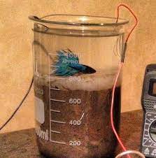Feb 08, 2018 · cell phone usage may cause the loss of antioxidants in our saliva. Microbial Fuel Cell With A Side Of Betta Fish Hackaday