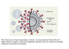 Несмотря на объявленную вакцинацию, многим не понятен ее регламент. Uchenye Yufu Rasskazali O Plyusah I Minusah Vakcinacii Ot Covid 19 Taganrogskaya Pravda