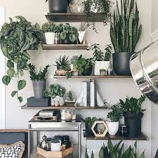 plant decor indoor